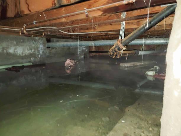 Best Basement water damage restoration  in Poipu, HI